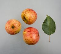 Yduns Æble beskrives af Matthiesen/Wøldike som havende Pigeon karakter